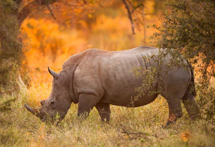 Afrique du Sud - Kruger passion ©shutterstock E2dan