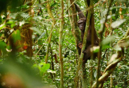 Congo - Croisière Safari à la rencontre des Gorilles - Expéditions Ducret ©Sean Brogan