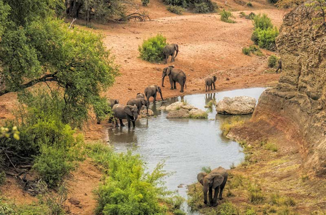 Afrique du Sud - Parc national du Kruger - ©Shutterstock, Mezzotint