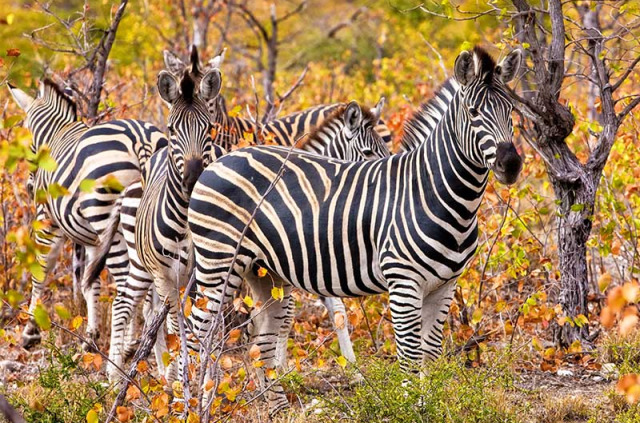 Afrique du Sud - Parc national du Kruger ©Shutterstock