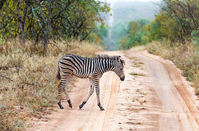 Afrique du Sud - Karongwe Reserve - ©Shutterstock, Marksn Media