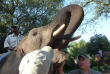 Afrique du Sud - Hazyview - Rencontre et balade avec les éléphants