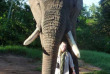 Afrique du Sud - Hazyview - Rencontre et balade avec les éléphants au coucher de soleil 