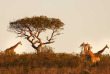 Afrique du Sud - Kwazulu Natal - Parc national de Hluhluwe-Imfolozi - ©Shutterstock,  Gunter Nuyts