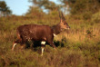 Afrique du Sud - Parc national du Kruger ©Shutterstock, Jonathan Pledger