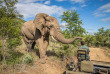 Afrique du Sud - Parc national du Kruger ©Shutterstock, Diriye Amey