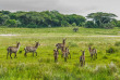 Afrique du Sud - St Lucia Réserve iSimangaliso Wetland Park - ©Shutterstock, Kamira777