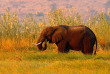 Botswana - Parc national de Chobe ©Shutterstock, Ondrej Prosicky