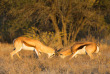 Botswana © Villiers Steyn, Shutterstock