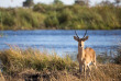 Botswana - Linyanti Reserve  ©Shutterstock, Villiers Steyn