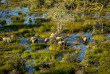 Botswana - Delta de l'Okavango - Famille d'éléphants  - ©Shutterstock, Suha Derbent