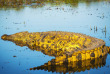 Botswana - Parc national de Chobe - Crocodile  - ©Shutterstock, Thpstoc