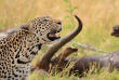 Botswana - Exploration de l'Okavango - Safaris 2 Botswana - safari mobile guidé