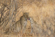 Botswana ©Shutterstock, Papa Bravao