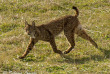 Lynx en Andalousie Sierra Morena et Donana