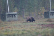 Finlande - Boreal Wildlife Center © Naita Zappa