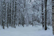 Finlande - La taiga en hiver 