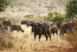 Kenya - Parc national Amboseli ©Shutterstock, andrzej kubik