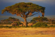 Kenya - Parc national Amboseli ©Shutterstock, maggy meyer
