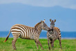 Kenya - Lake Nakuru - ©shutterstock, travel stock
