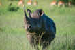 Kenya - Masai Mara ©Shutterstock, africawildlife
