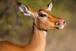 Kenya - Impala - ©shutterstock, maggy meyer