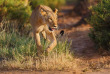 Kenya - Samburu ©Shutterstock, maggy meyer