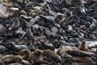 Namibie - Skeleton Coast - Cape Cross Seal Reserve ©Shutterstock, Oleg Znamenskiy