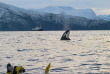 Croisière Orques en Norvège