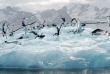 Croisières PONANT - Antarctique - Nature Sauvage entre Argentine et îles Falkland © Studio Ponant