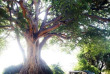 Tanzanie - Tarangire Treetops