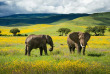 Tanzanie - Ngorongoro