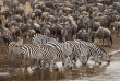 Tanzanie - Serengeti ©Shutterstock, photo africa sa