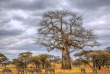 Tanzanie - Parc national Tarangire ©Shutterstock, lmspencer