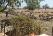 Zambie - South Luangwa - Lion Camp