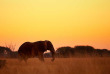 Zimbabwe - Hwange National Park ©Shutterstock, Martin Mecnarowski