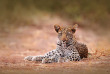 Botswana - Parc national de Hwange - Léopard - ©Shutterstock, Ondrej Prosicky