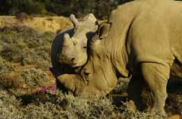 Afrique du Sud -Karoo - Inverdoorn Game Reserve