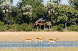 Botswana - Delta de l'Okavango - Wilderness Safaris - Kwetsani Camp © Dana Allen