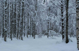 Finlande - La taiga en hiver 