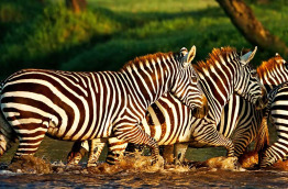 Kenya - Lake Nakuru ©Shutterstock, travel stock