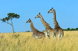 Kenya - Masai Mara ©Shutterstock, eduard kyslynskyy
