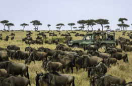 Kenya - Masai Mara - Little Governor's