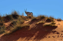 Namibie - Kalahari ©©Shutterstock, Oleg Znamenskiy