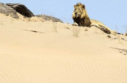 Namibie - Kaokoland - Lions du désert - Dr Flip Standers