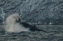 Norvège - Croisière baleines et orques © Brim Explorer - Silent Whale Watching