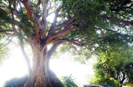 Tanzanie - Tarangire Treetops