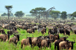Tanzanie - Serengeti ©Shutterstock, eastvillage images