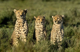 Tanzanie - Serengeti ©Shutterstock, eric isselee