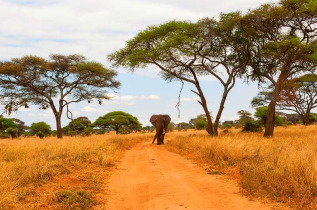 Kenya - Parc national Tarangire ©Shutterstock, hannes thirion